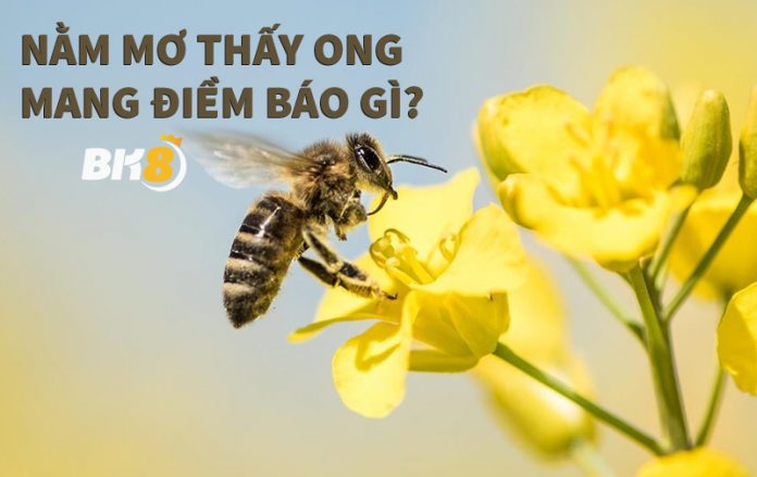 Năm mơ thấy ong nên đánh con gì?