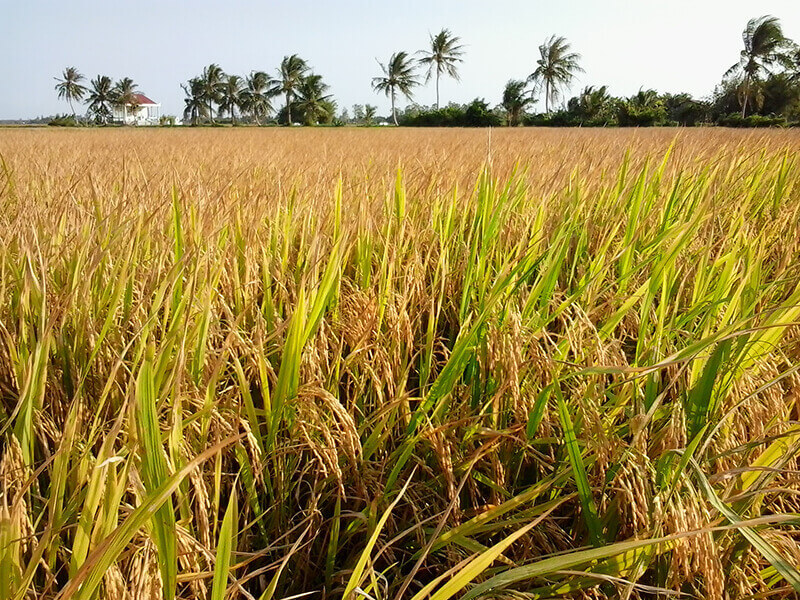 Ngủ mơ thấy đang chở lúa về nhà