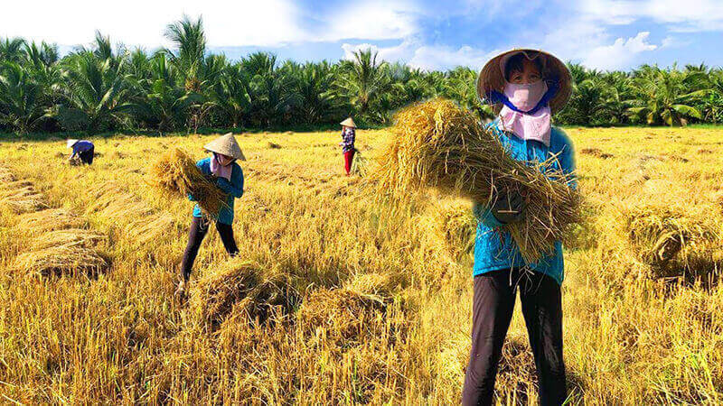 Mơ thấy đang gặt lúa